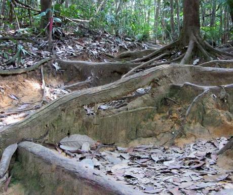 …Malaysia: Taman Negara e Sarawak/Borneo