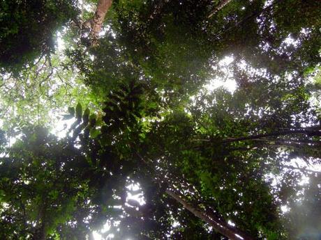 …Malaysia: Taman Negara e Sarawak/Borneo