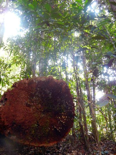 …Malaysia: Taman Negara e Sarawak/Borneo