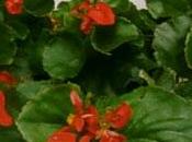 Begonia semperflorens