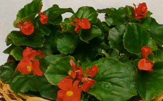 Begonia semperflorens