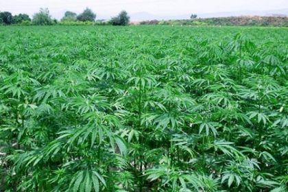 Un’azienda israeliana crea la cannabis innocua.