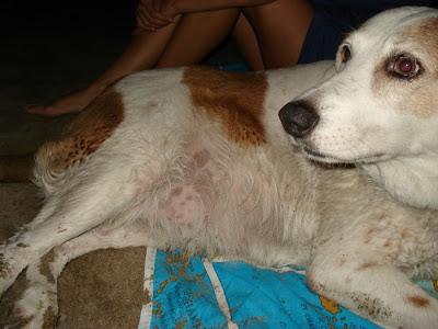 A volte (forse sempre) un cane ti salva la vita