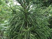 Araucaria pianta nome difficile dalla bellezza insolita