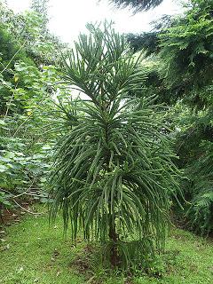 ARAUCARIA PIANTA DAL NOME DIFFICILE MA DALLA BELLEZZA INSOLITA