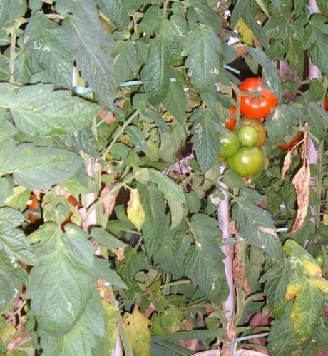 COLTIVARE I POMODORI. IL PROBLEMA DEI PALCHI TROPPO ALTI