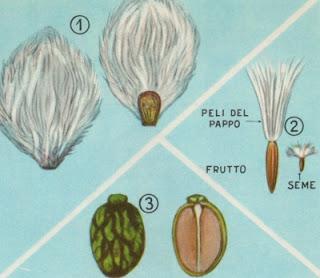 Parti della pianta: Il Seme