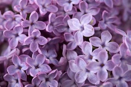 fiori lilla