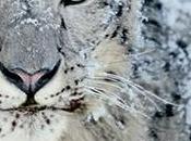 utenti apprezzano upgrade frequenti