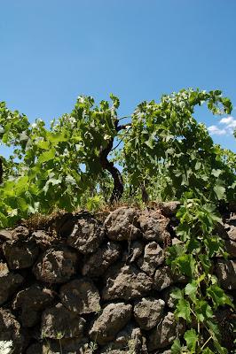 All’ombra del Millicucco…l’Etna si racconta. La conservazione “attiva” del Parco dell’Etna