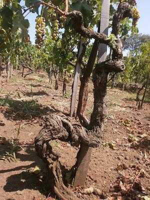 All’ombra del Millicucco…l’Etna si racconta. La conservazione “attiva” del Parco dell’Etna