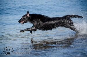 Cos’è la dog photography?