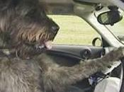 Cani volante