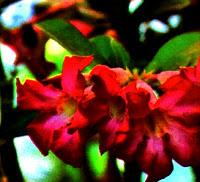 Adenium