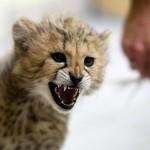 Baby cheetah in Lodz Zoo05