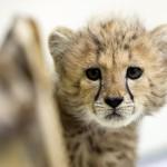 La femmina di ghepardo nata 2 mesi fa nello zoo polacco