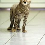 Baby cheetah in Lodz Zoo03