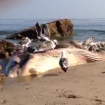 Balena morta in spiaggia a Malibù nei pressi della casa di Bob Dylan