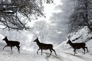 animali attraverano una strada innevata