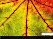 Bing Wallpaper Viewer, Windows vedere sfondi divisi nazioni