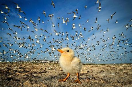 Concorso National Geographic