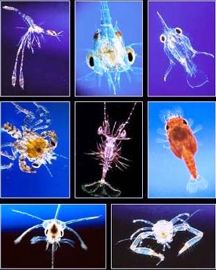 Studi del fitoplancton con modelli su piccola scala del Pacifico