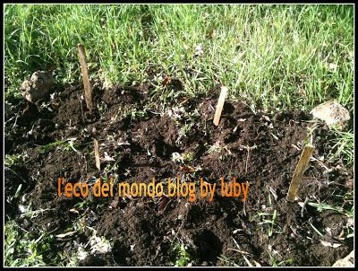 LOMBRICO NELL'ORTO: BRUTTI MA BUONI