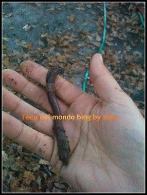 LOMBRICO NELL'ORTO: BRUTTI MA BUONI