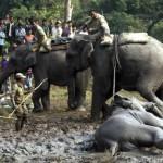 India, l’elefante finisce nella buca di fango: i forestali lo liberano