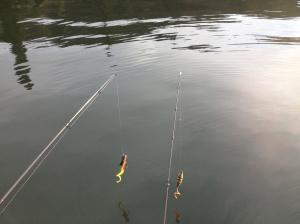 Esche in attesa di essere lanciate nel lago d'Orta