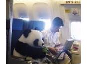 panda seduto bordo dell’aereo: foto fake