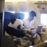 Il panda seduto a bordo dell’aereo: la foto è un fake