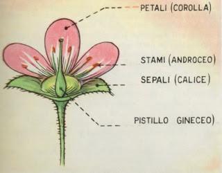 Parti della pianta: il fiore