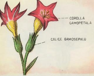 Parti della pianta: il fiore