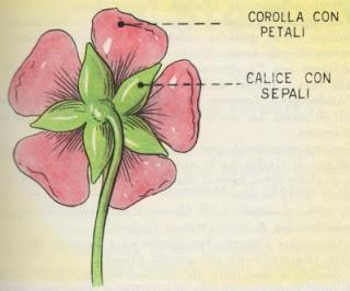 Parti della pianta: il fiore