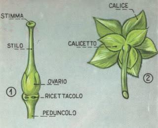 Parti della pianta: il fiore