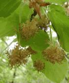 I FIORI DI BACH – 3: BEECH