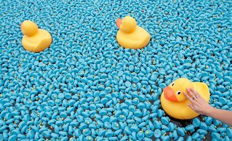 duck-race-460b_798622c