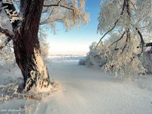 Oroscopo green dal 12 al 18 dicembre: stelle e pianeti come fiocchi di neve!