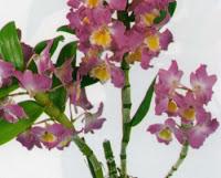 Dendrobium