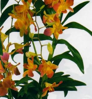 Dendrobium