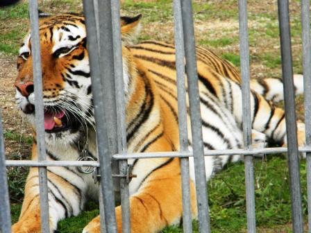 Dossier Wwf e Traffic Traffico illegale di fauna selvatica Un crimine contro la Natura