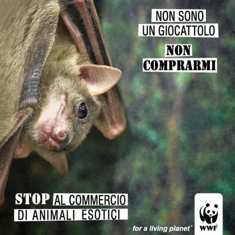 APPELLO DEL WWF A NON COMPRARE E A NON REGALARE ANIMALI ESOTICI