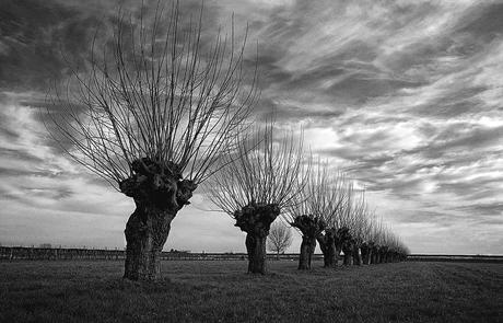 e un albero è sempre un urlo di gioia…