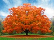 albero sempre urlo gioia…