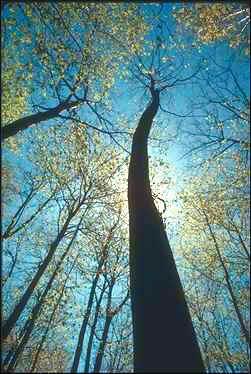 e un albero è sempre un urlo di gioia…