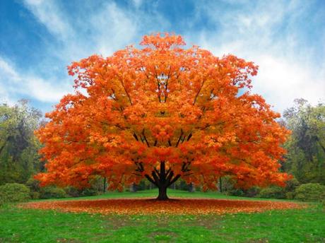 e un albero è sempre un urlo di gioia…