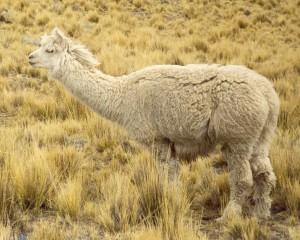 Gianni Berna, primo allevatore d’alpaca in Italia