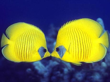 io amo tutto perchè  tutto è uno