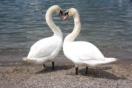 io amo tutto perchè  tutto è uno